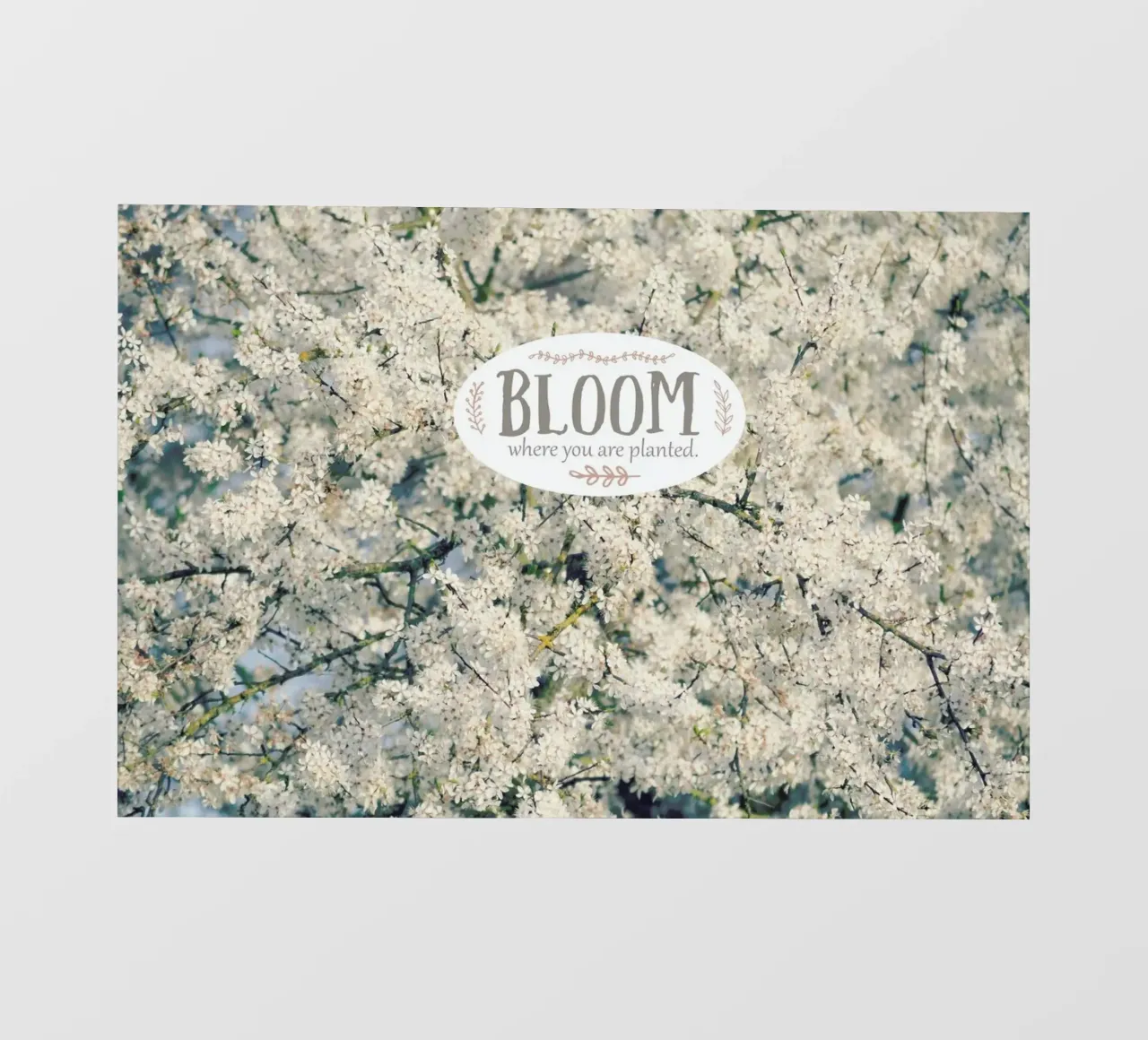 Bloom Where pellicola backlit da Robin Delean