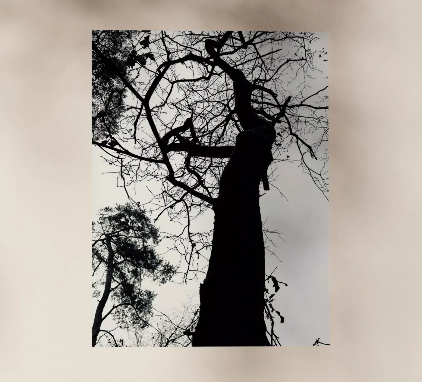 Winterboom backlit folie van SaraRosenbaum