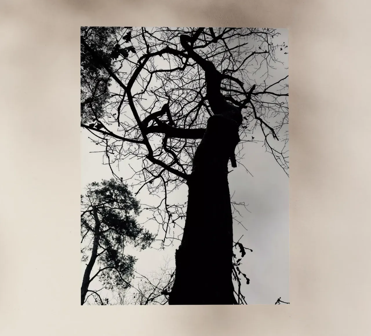 Albero invernale pellicola backlit da SaraRosenbaum