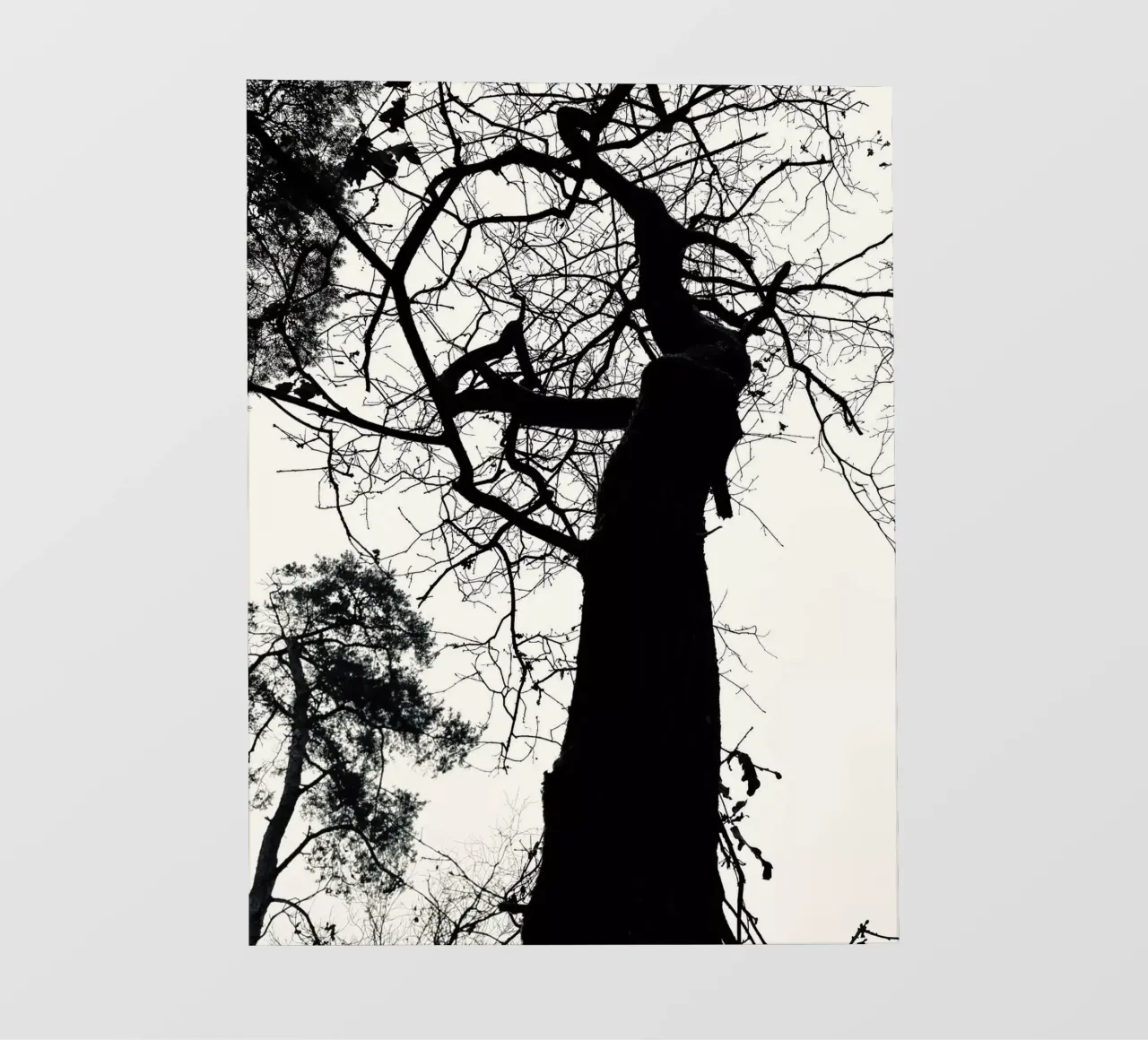 Winterboom fotobehang van SaraRosenbaum