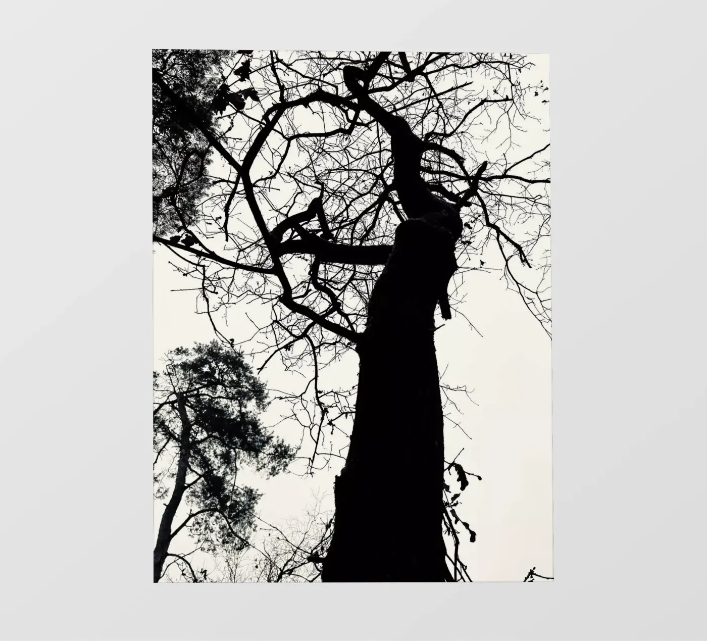 Winter tree PVC Plane von SaraRosenbaum