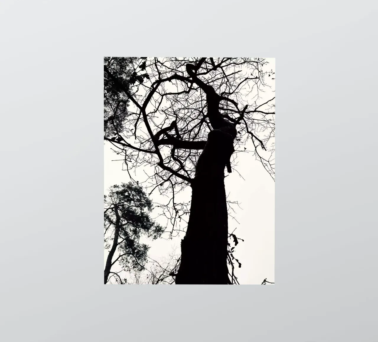 Winter tree sticker by SaraRosenbaum