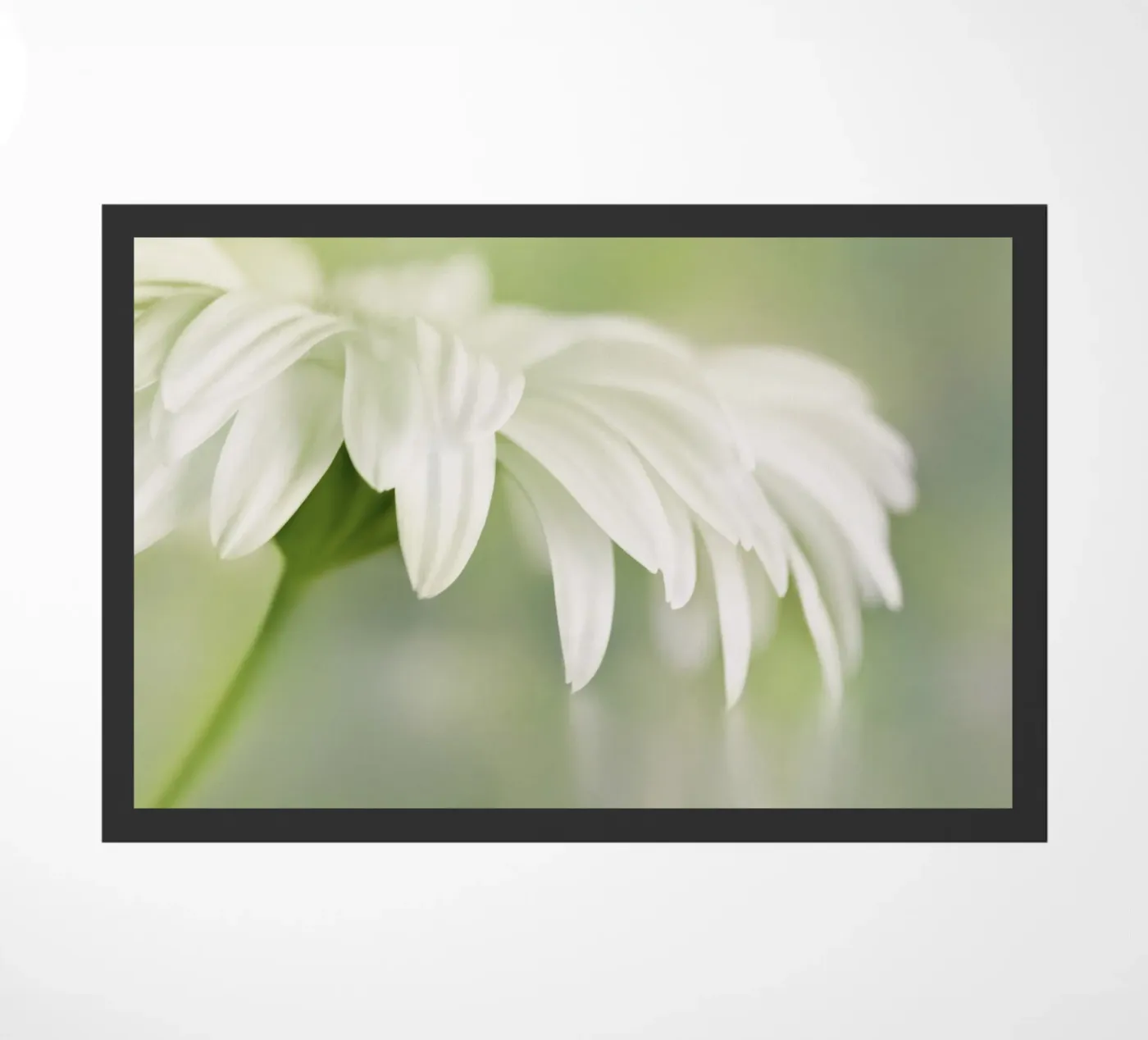Gerbera doormat by Atteloi Fotografie