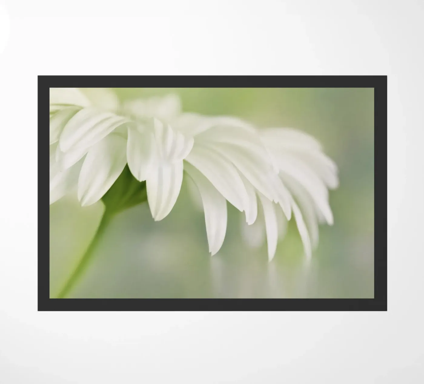 Gerbera Fußmatte von Atteloi Fotografie