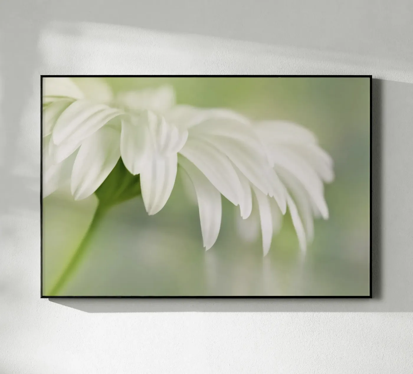 Gerbera acrylic glass by Atteloi Fotografie