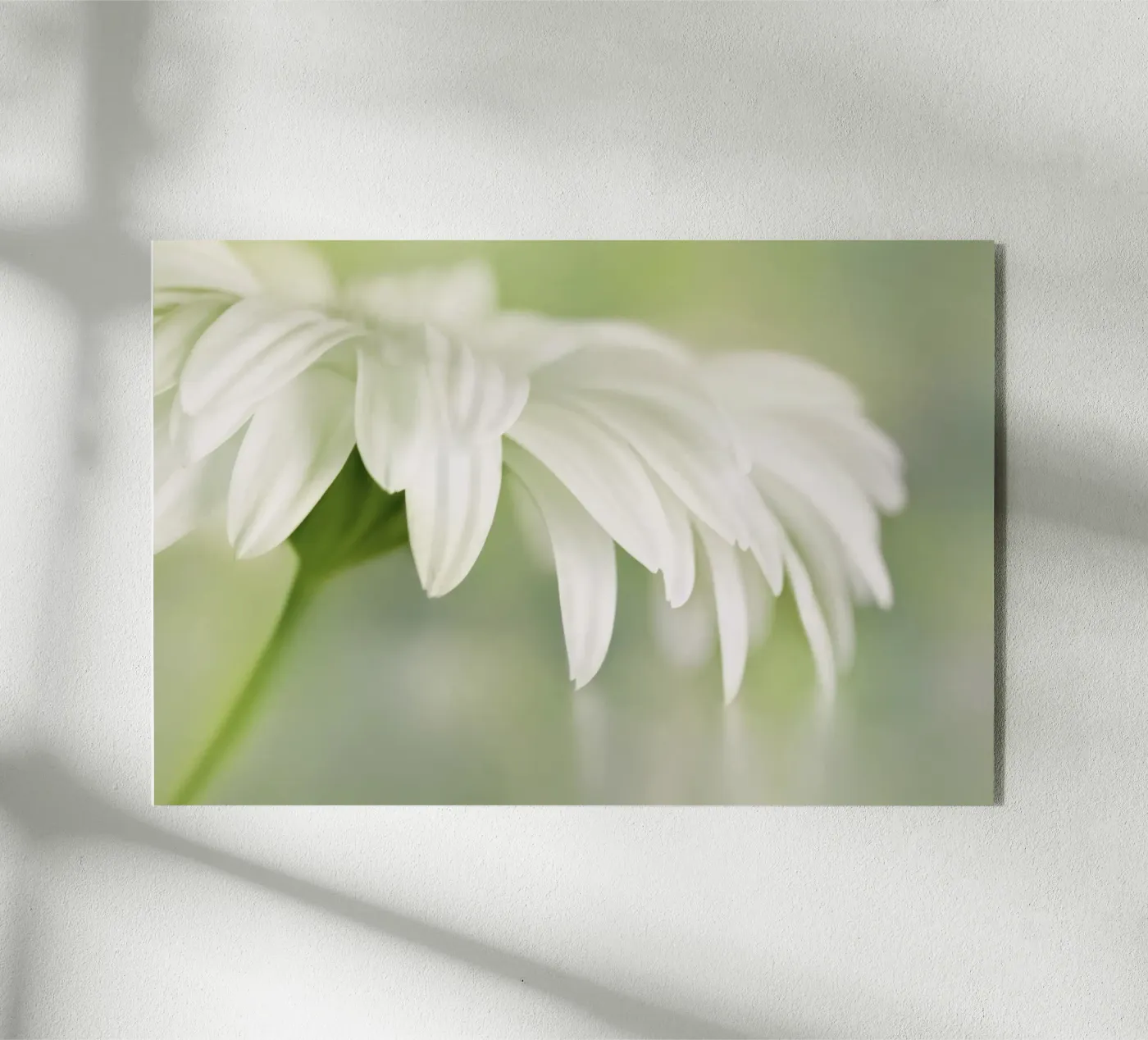 Gerbera plexiglass da Atteloi Fotografie