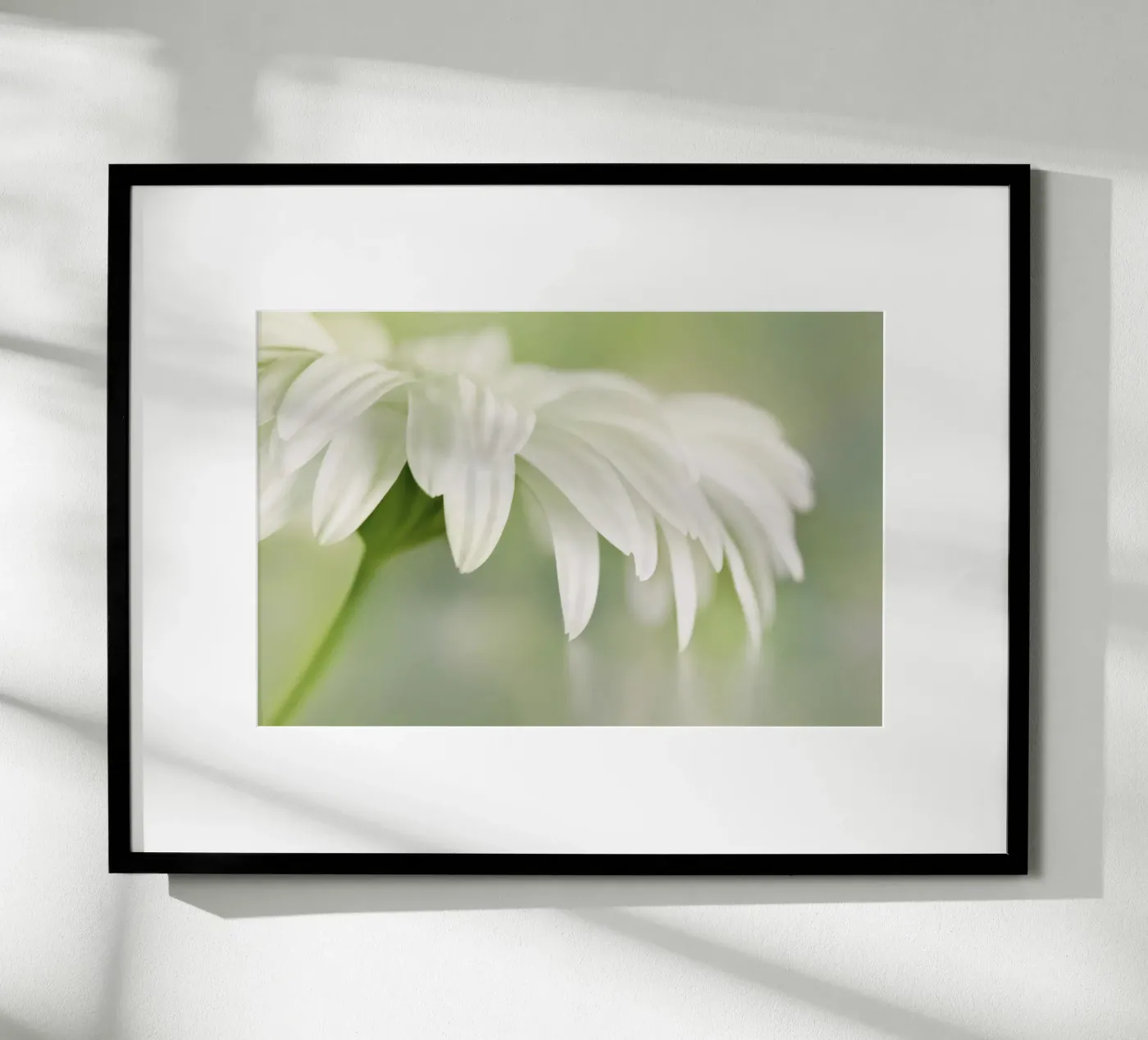 Gerbera poster da Atteloi Fotografie