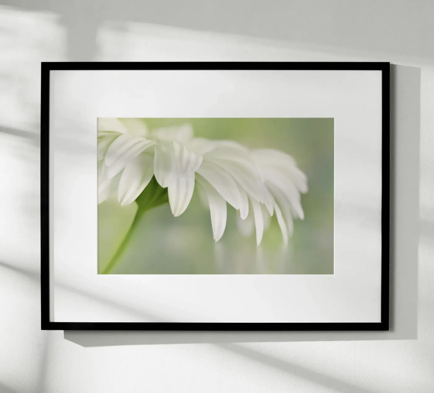 Gerbera Poster von Atteloi Fotografie