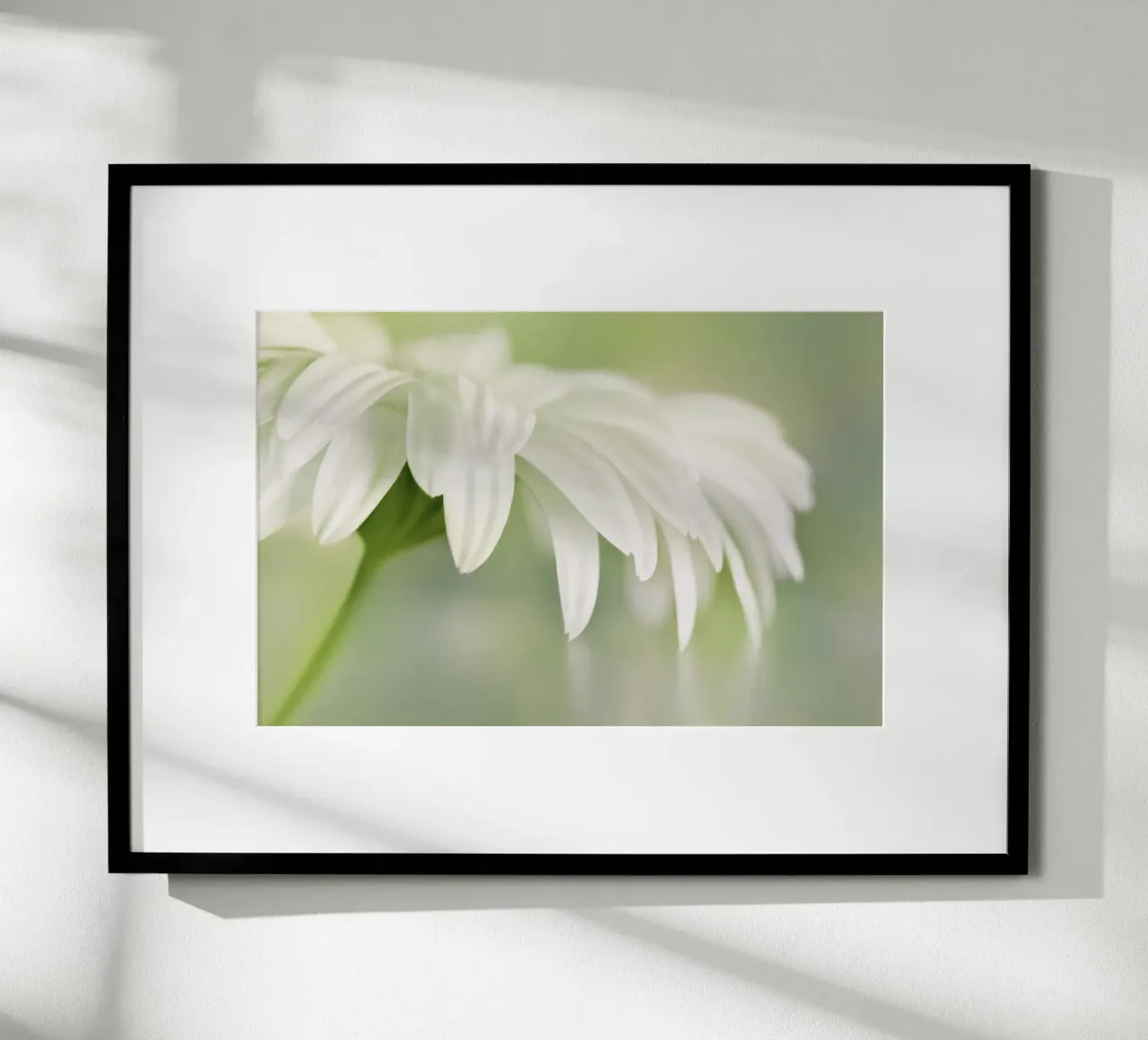 Gerbera poster da Atteloi