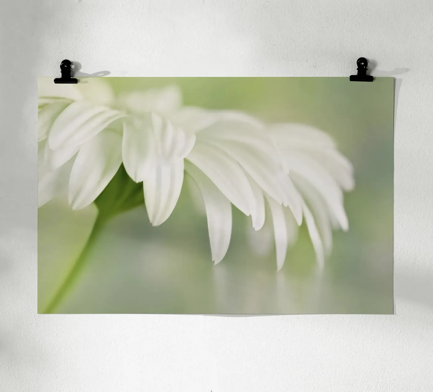 Gerbera poster da Atteloi Fotografie