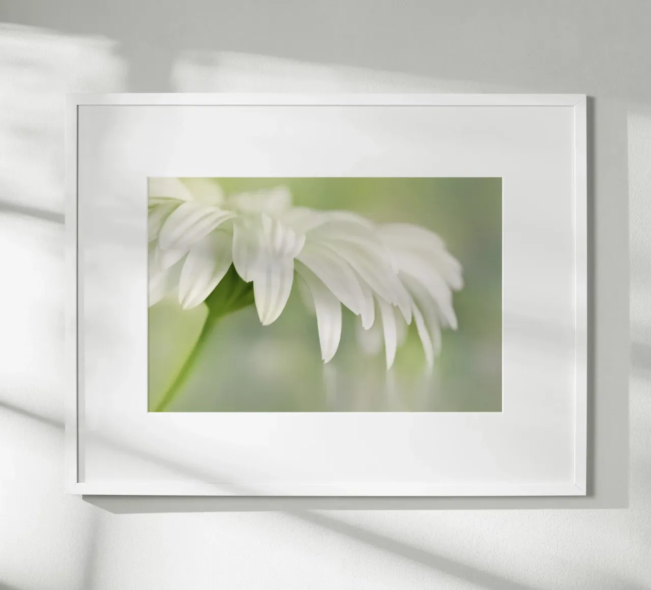 Gerbera poster da Atteloi