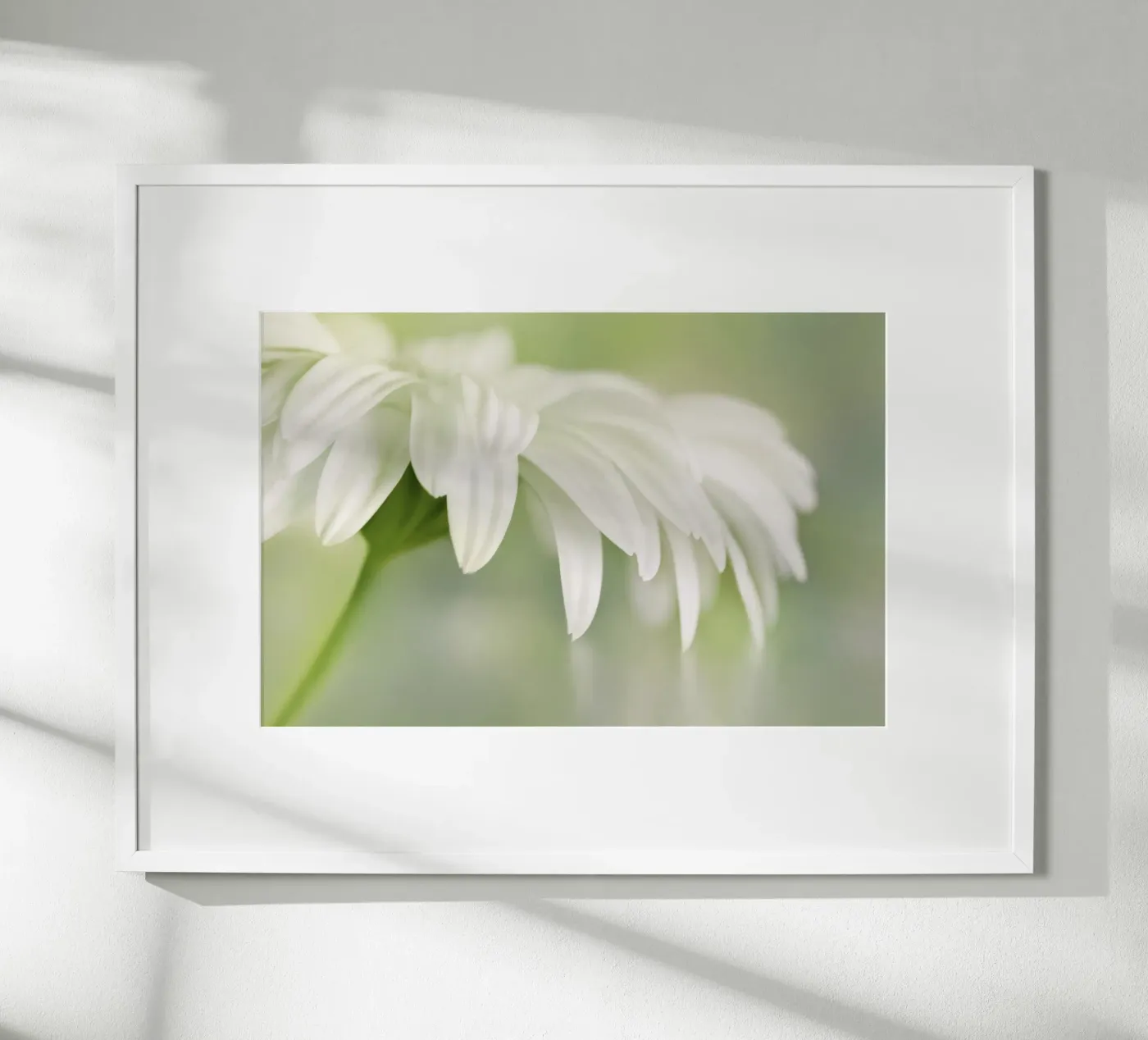 Gerbera poster da Atteloi Fotografie