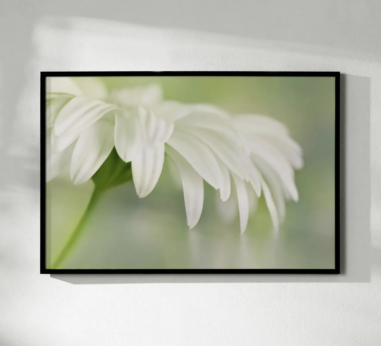 Gerbera poster da Atteloi