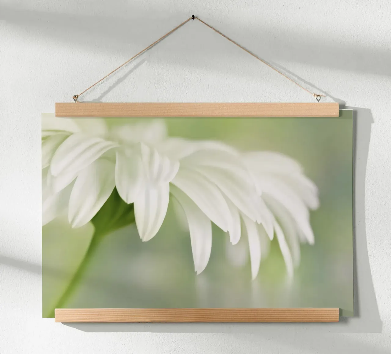 Gerbera poster da Atteloi