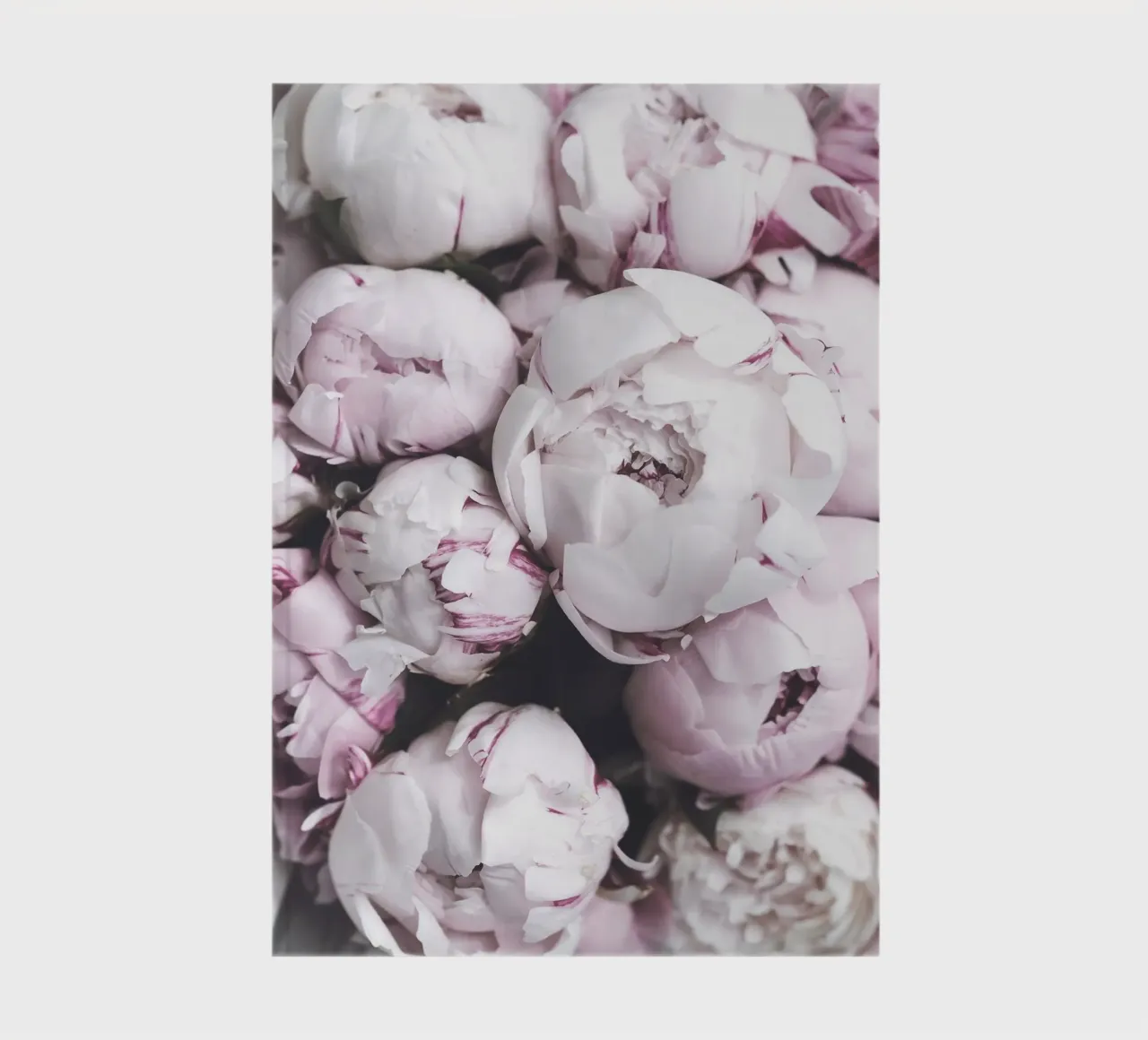 Pale pink peonies - elegant flower art notebook by Whole©