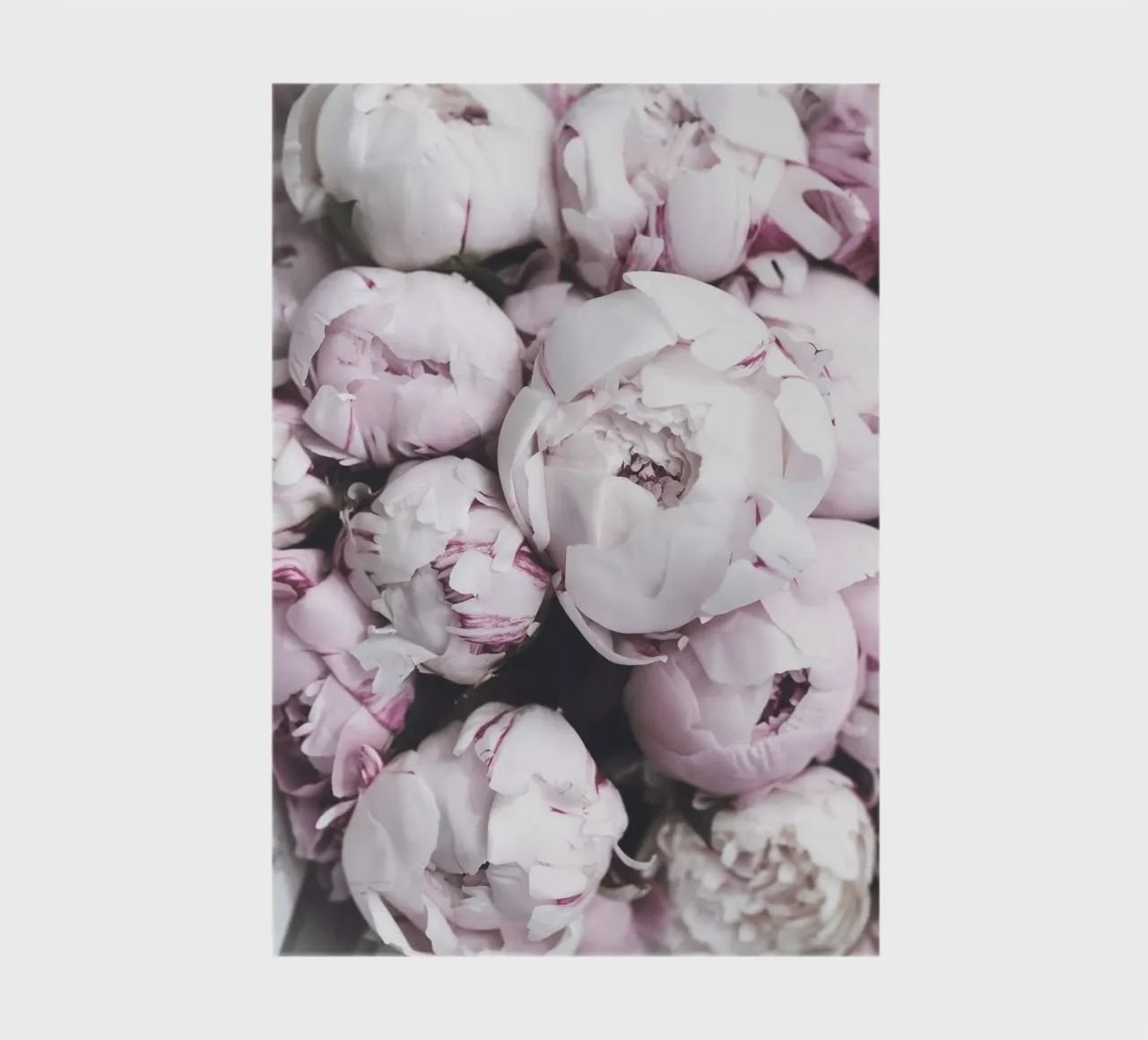 Pale pink peonies - elegant flower art notebook by Whole©