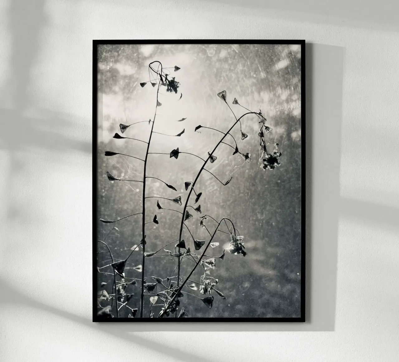 Borsa da pastore poster da SaraRosenbaum