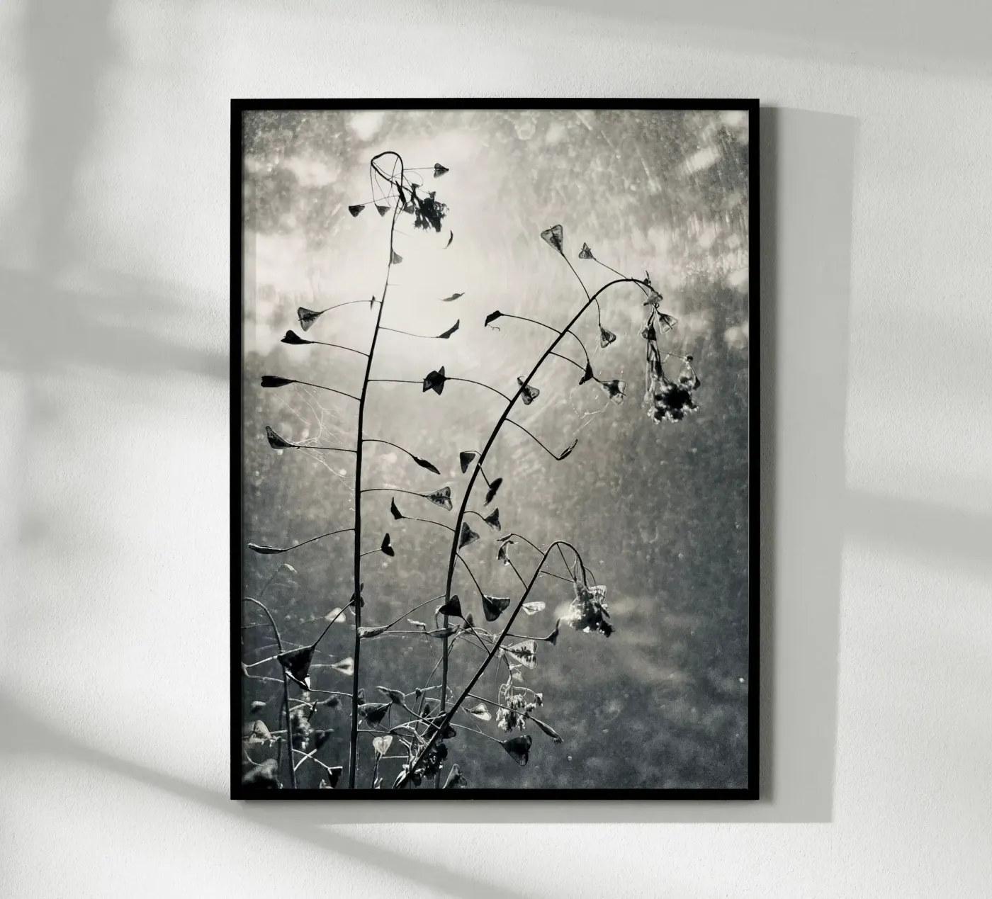 Borsa da pastore poster da SaraRosenbaum