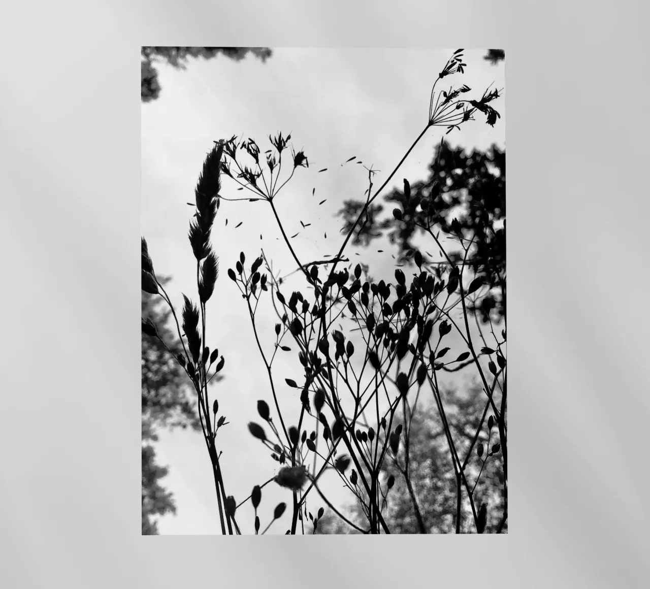 Erbe pellicola backlit da SaraRosenbaum