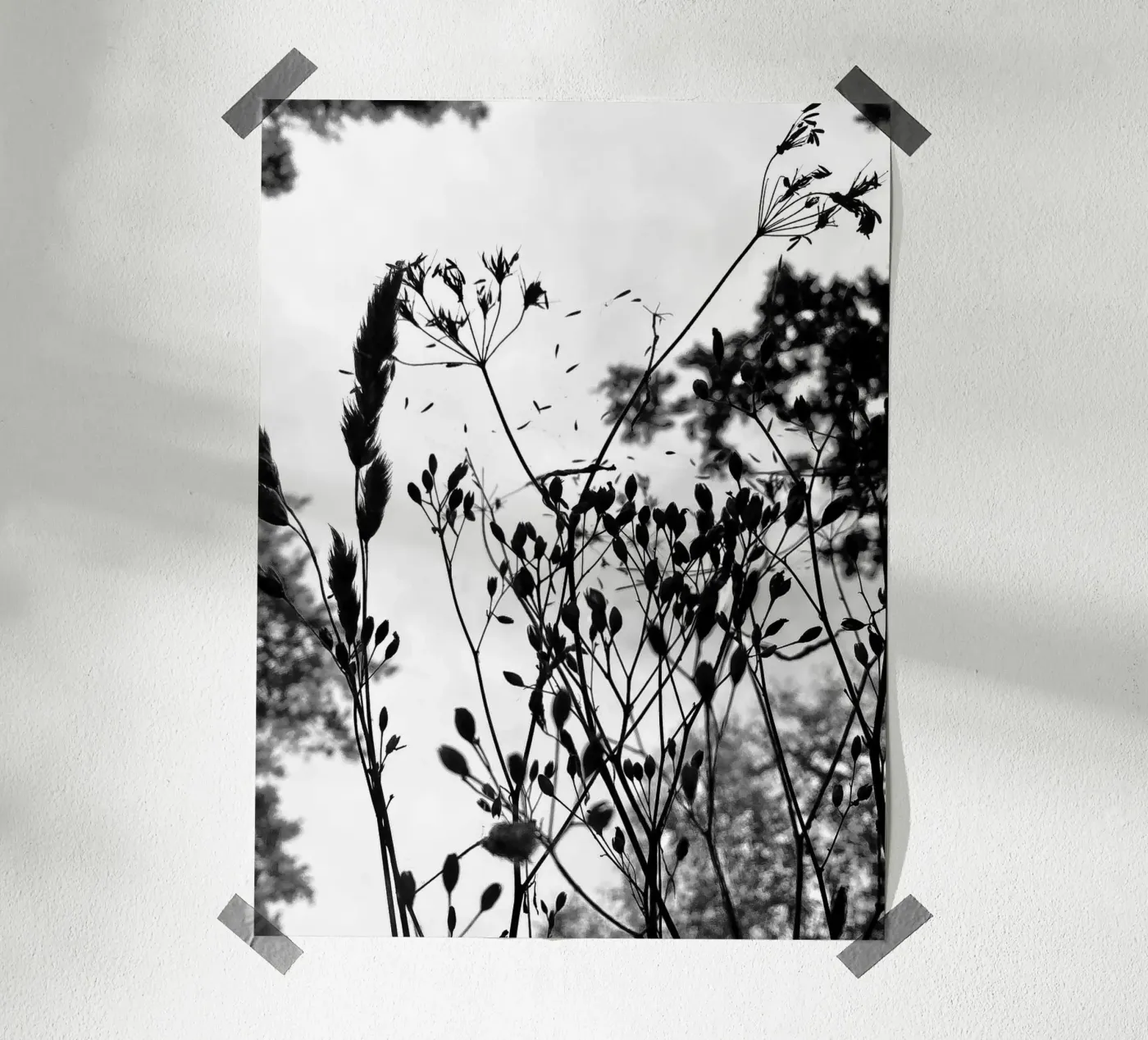 Grasses poster by SaraRosenbaum