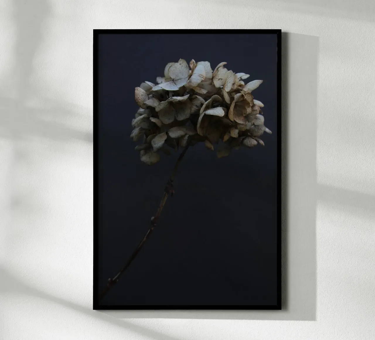 Hydrangea 03 poster by Soul Traffic