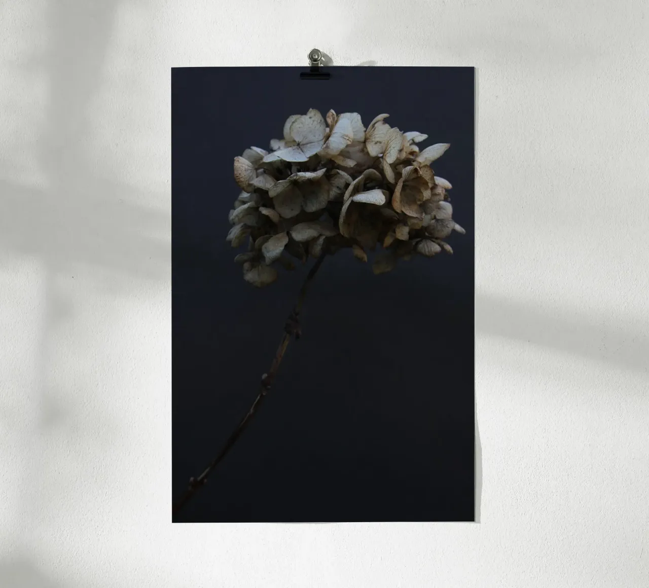 Hydrangea 03 poster by Soul Traffic