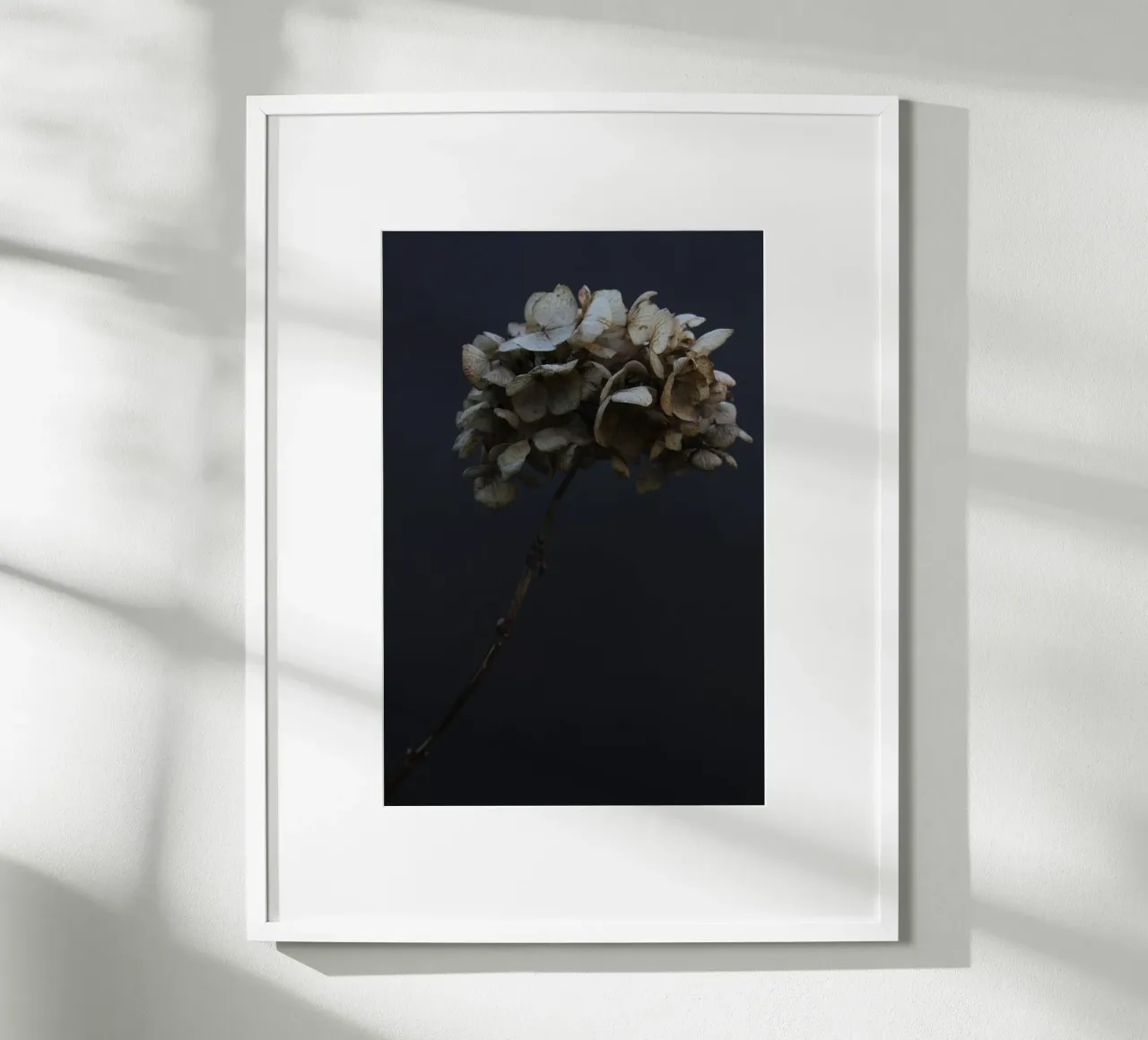 Hydrangea 03 poster by Soul Traffic