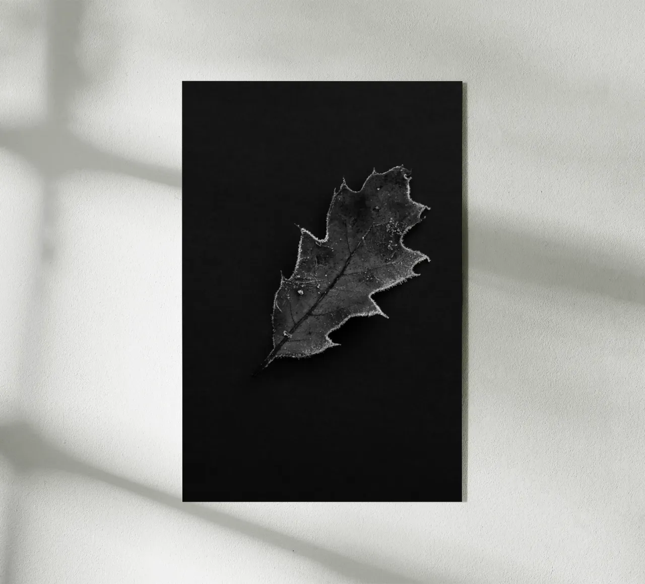 Oak leaf plexiglas de Soul Traffic