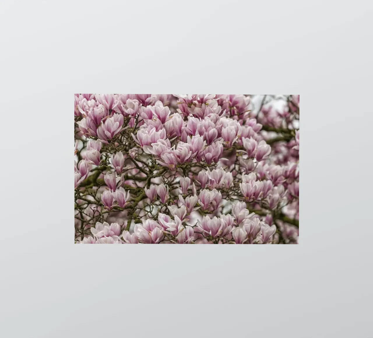 Pink Magnolia's sticker by Curious Collections by Marielle Leenders