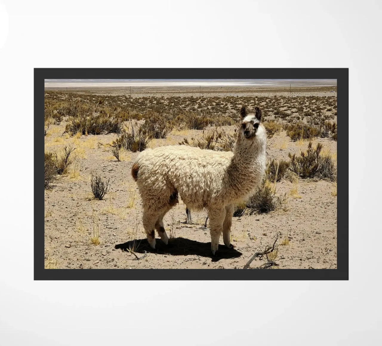 Yo soy Pascal zerbino da MARA