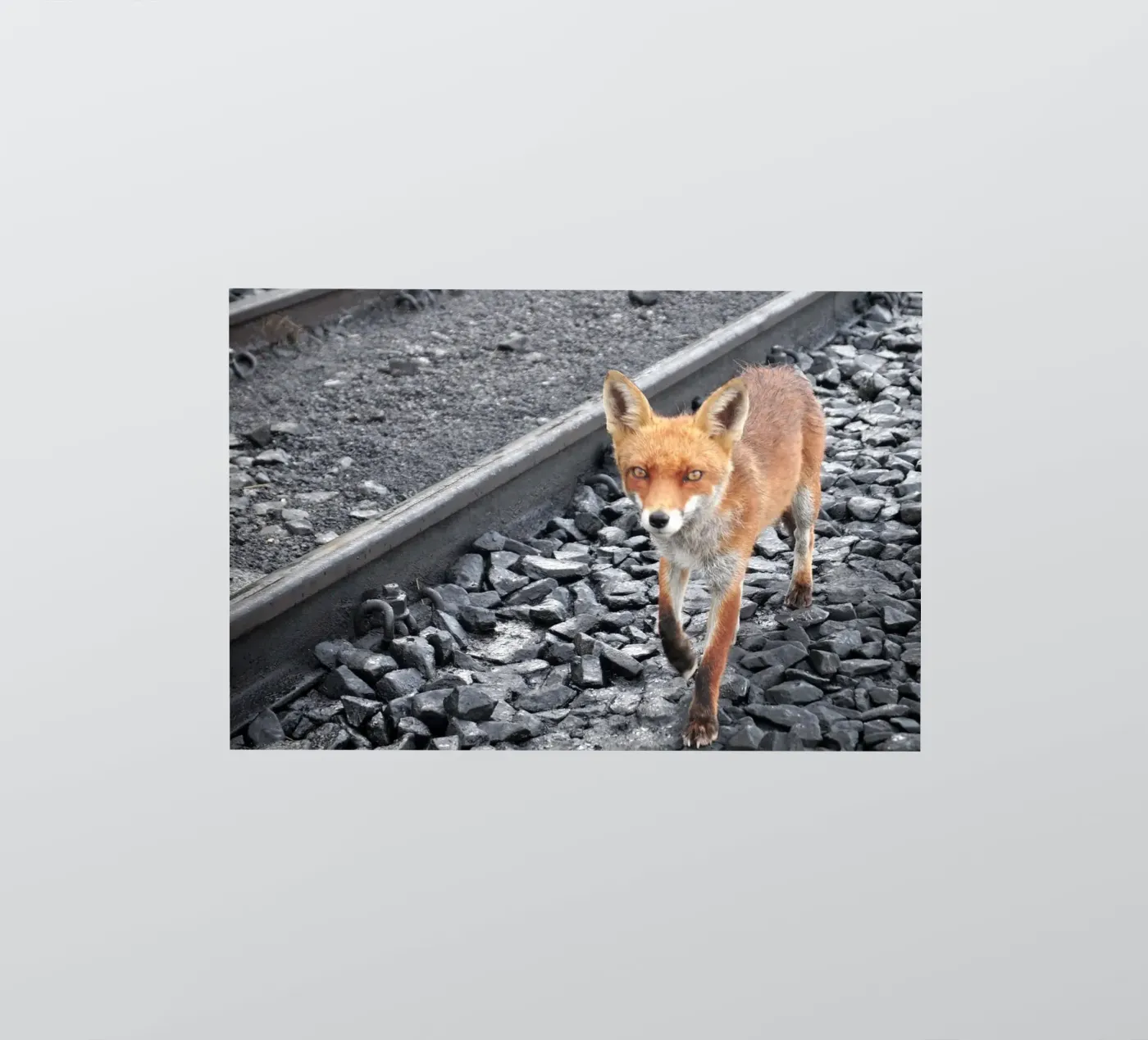 Tra le tracce adesivo da JUNIQERIN photography by Dorothea Baur