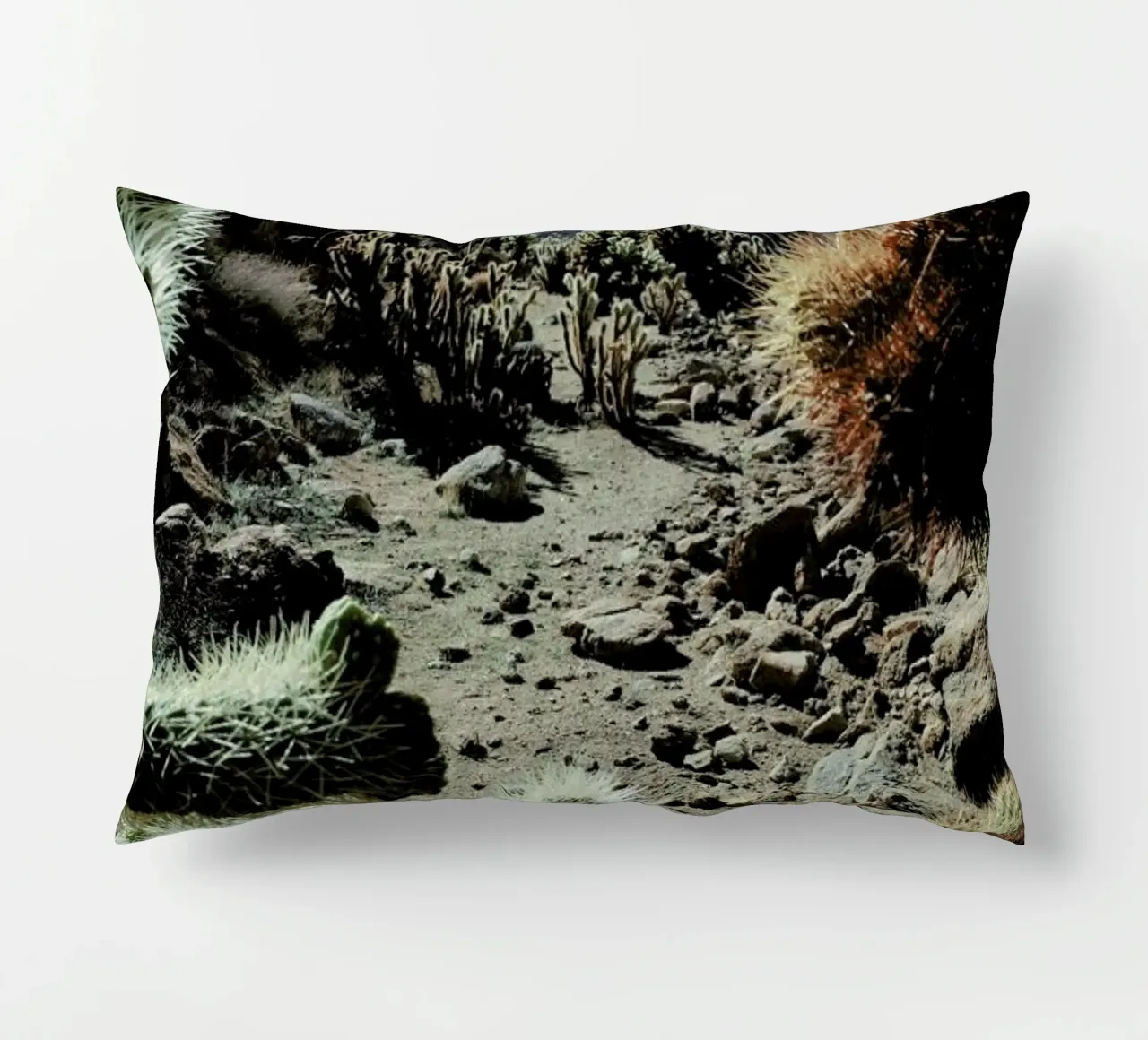 Cholla Frame cuscino da Kevin Russ