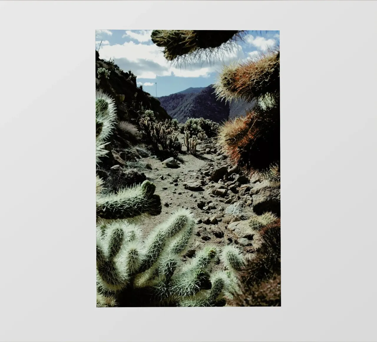 Cholla Frame telo in pvc da Kevin Russ