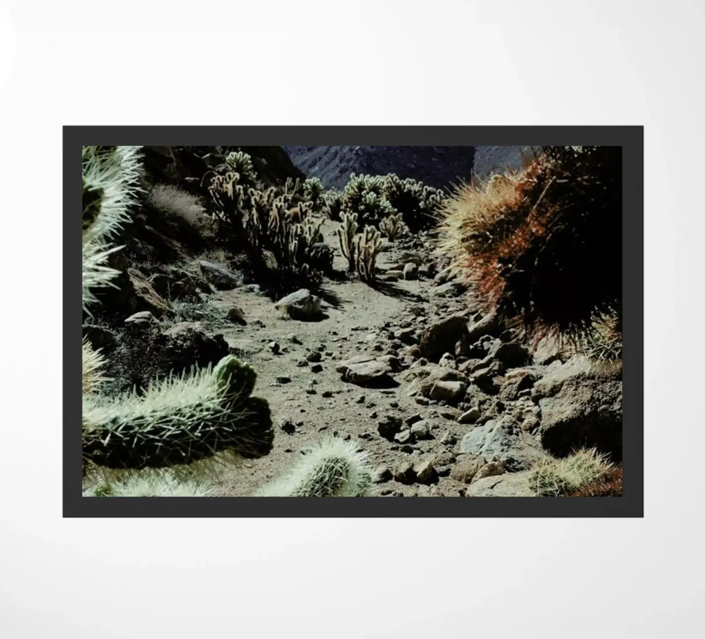 Cholla Frame zerbino da Kevin Russ