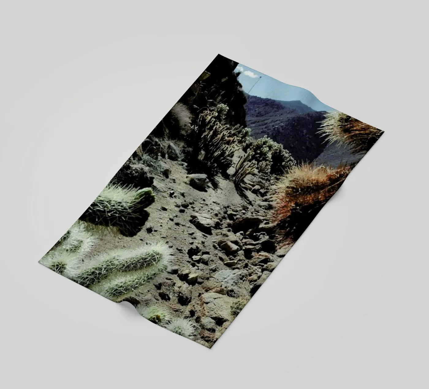 Cholla Frame telo mare da Kevin Russ