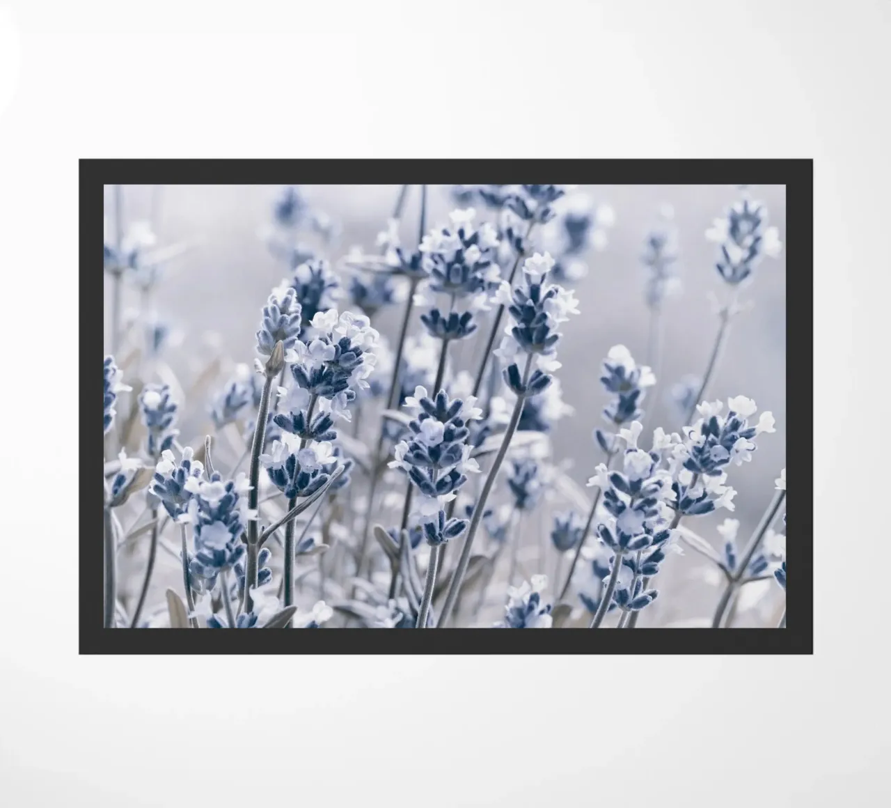 Lavanda zerbino da Atteloi