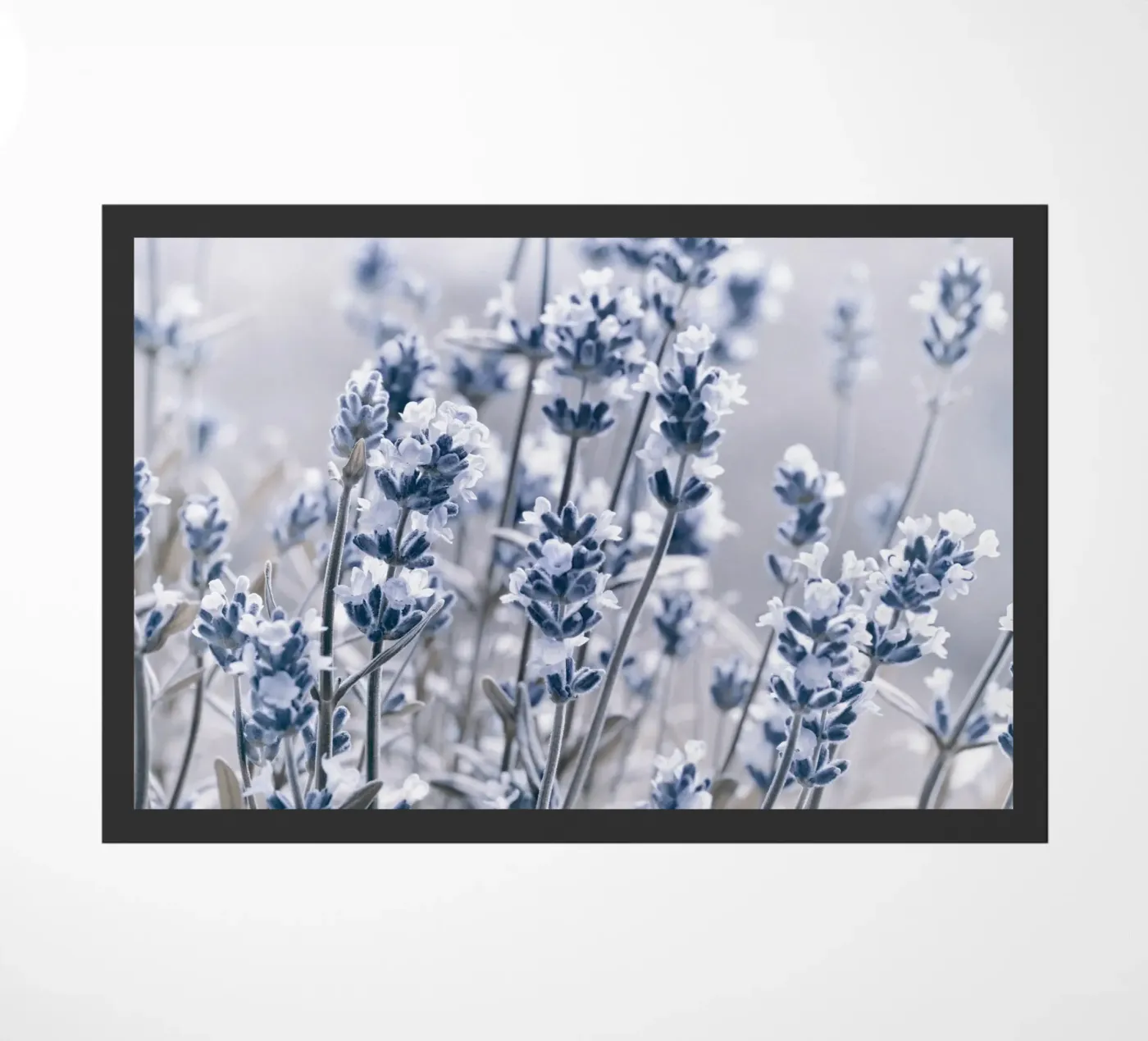 Lavender zerbino da Atteloi