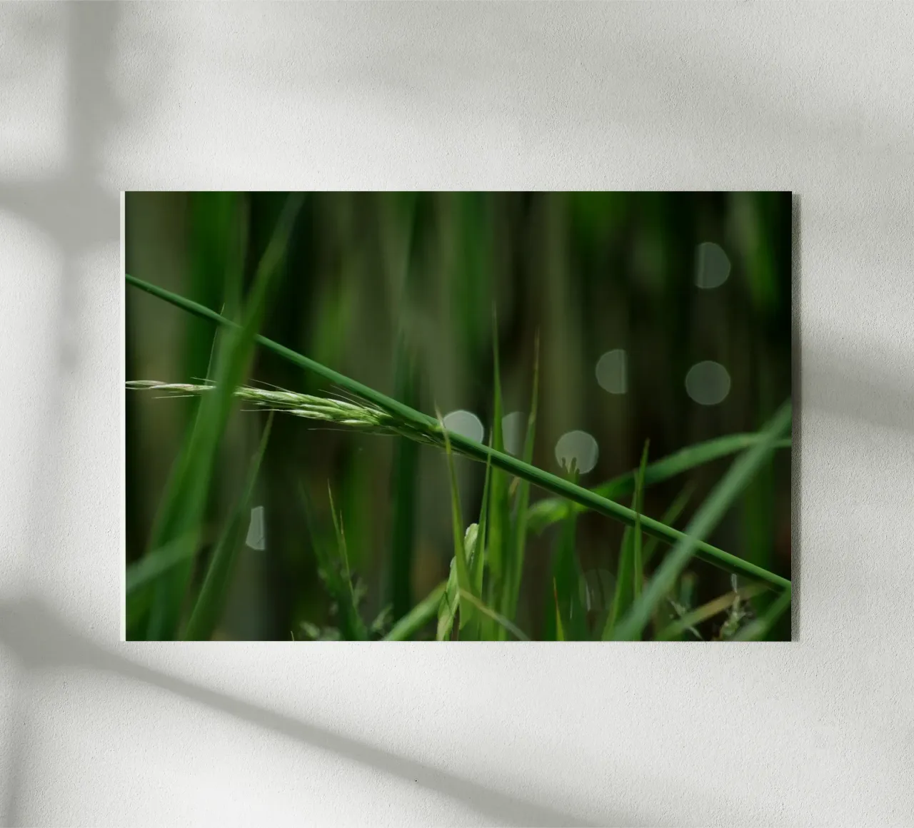 Erba verde plexiglass da Inge Hauser Illustration