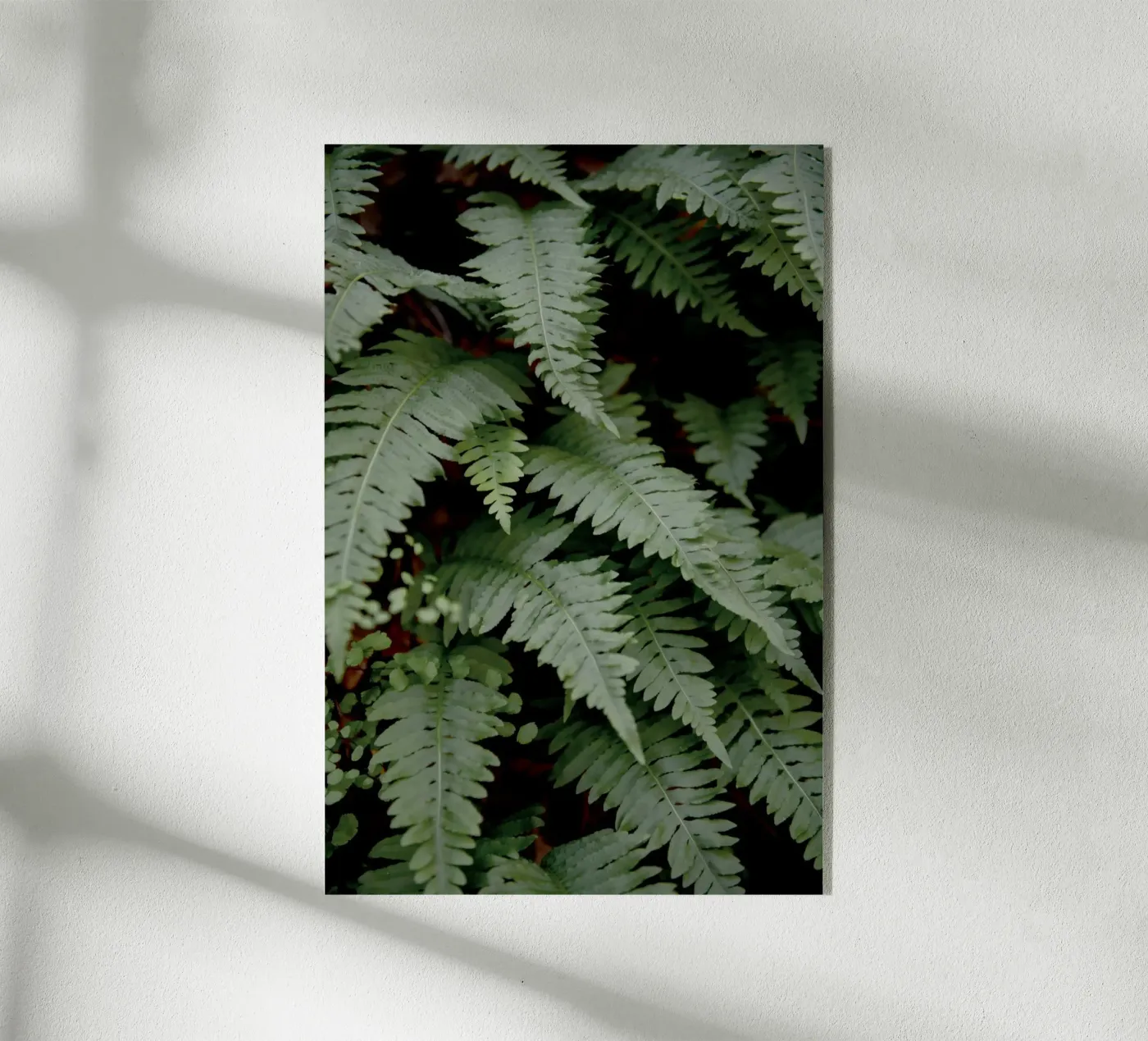 Wild Fern plexiglas de Pictufy Photography