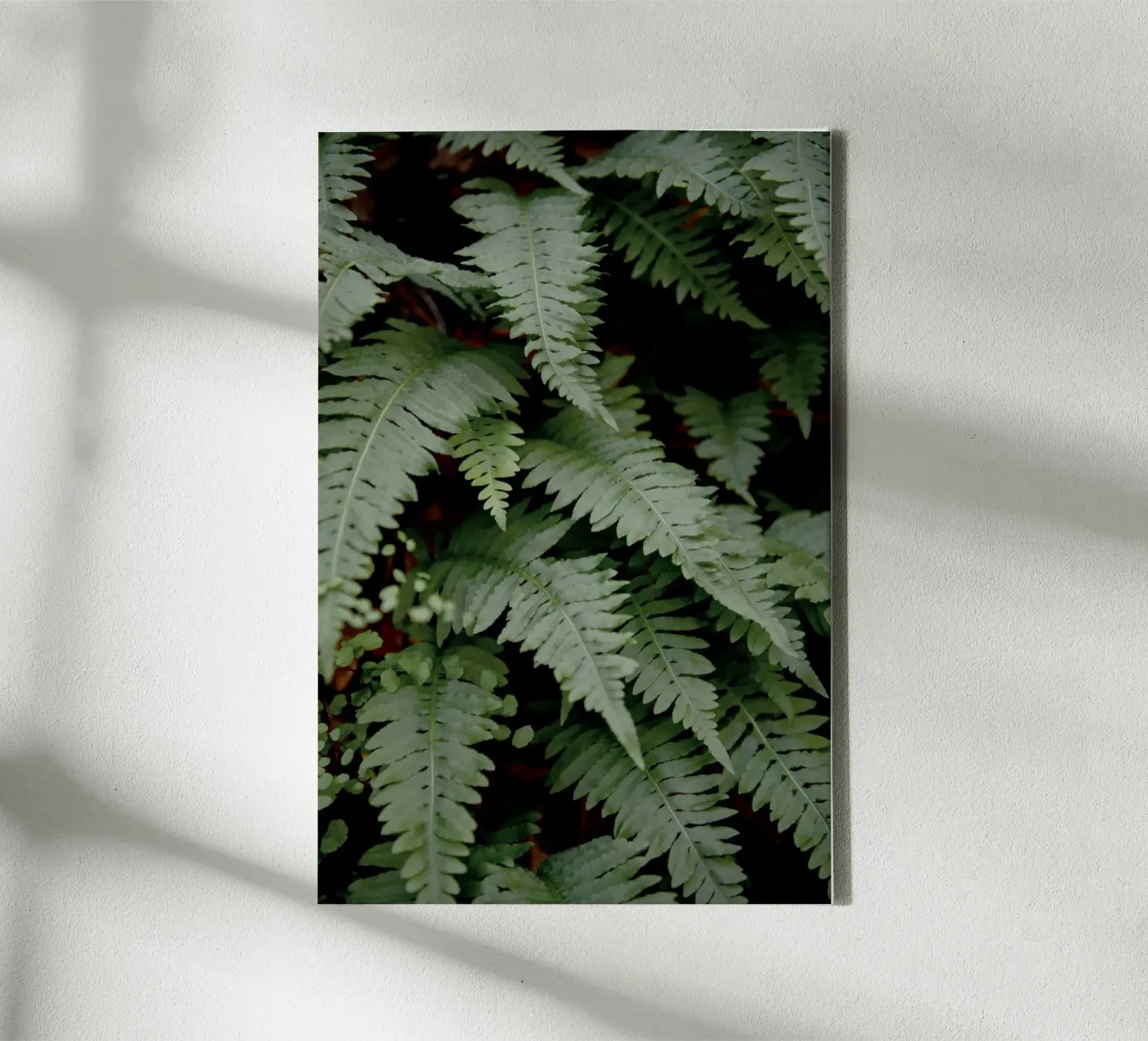 Wild Fern tela da Pictufy Photography
