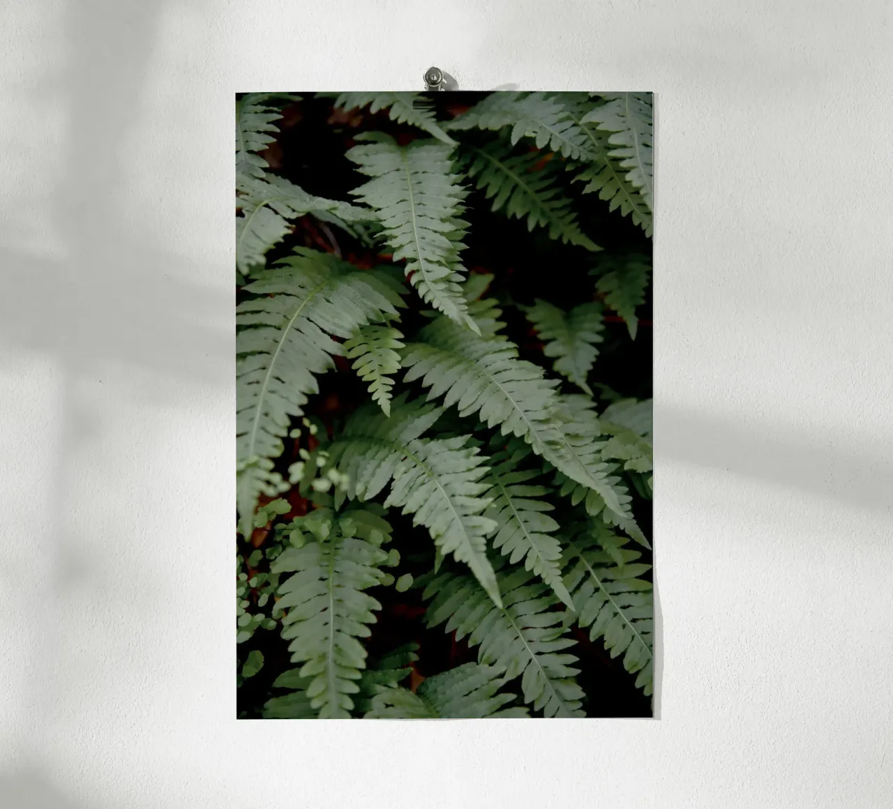 Felce selvatica poster da Pictufy Photography