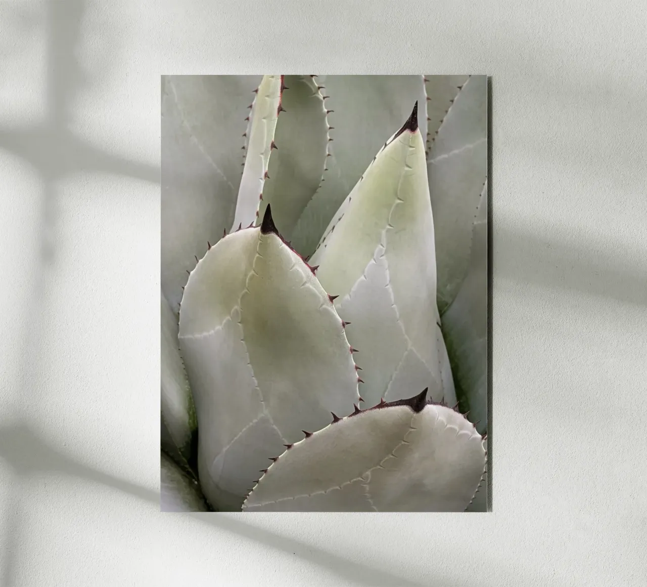 Overlapping forex plate by Pictufy Photography