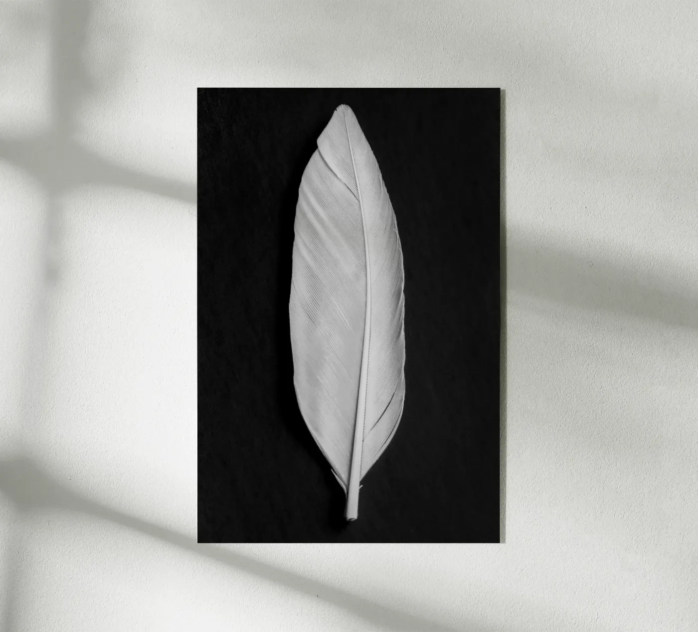 Feather acrylic glass by Pictufy Photography