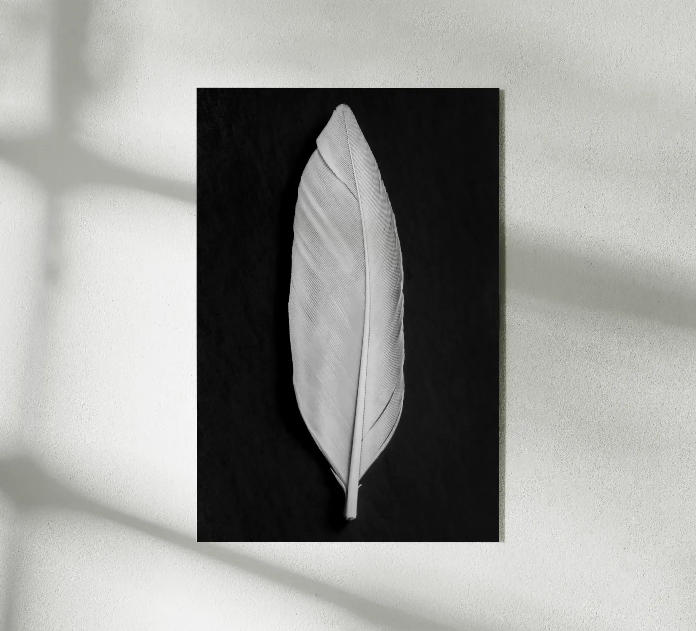 Piuma plexiglass da Pictufy Photography