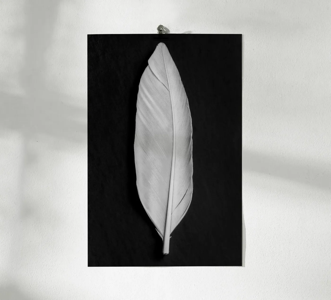 Feather poster da Pictufy Photography
