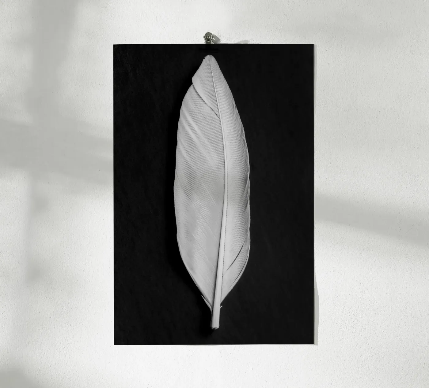 Feder Poster von Pictufy Photography