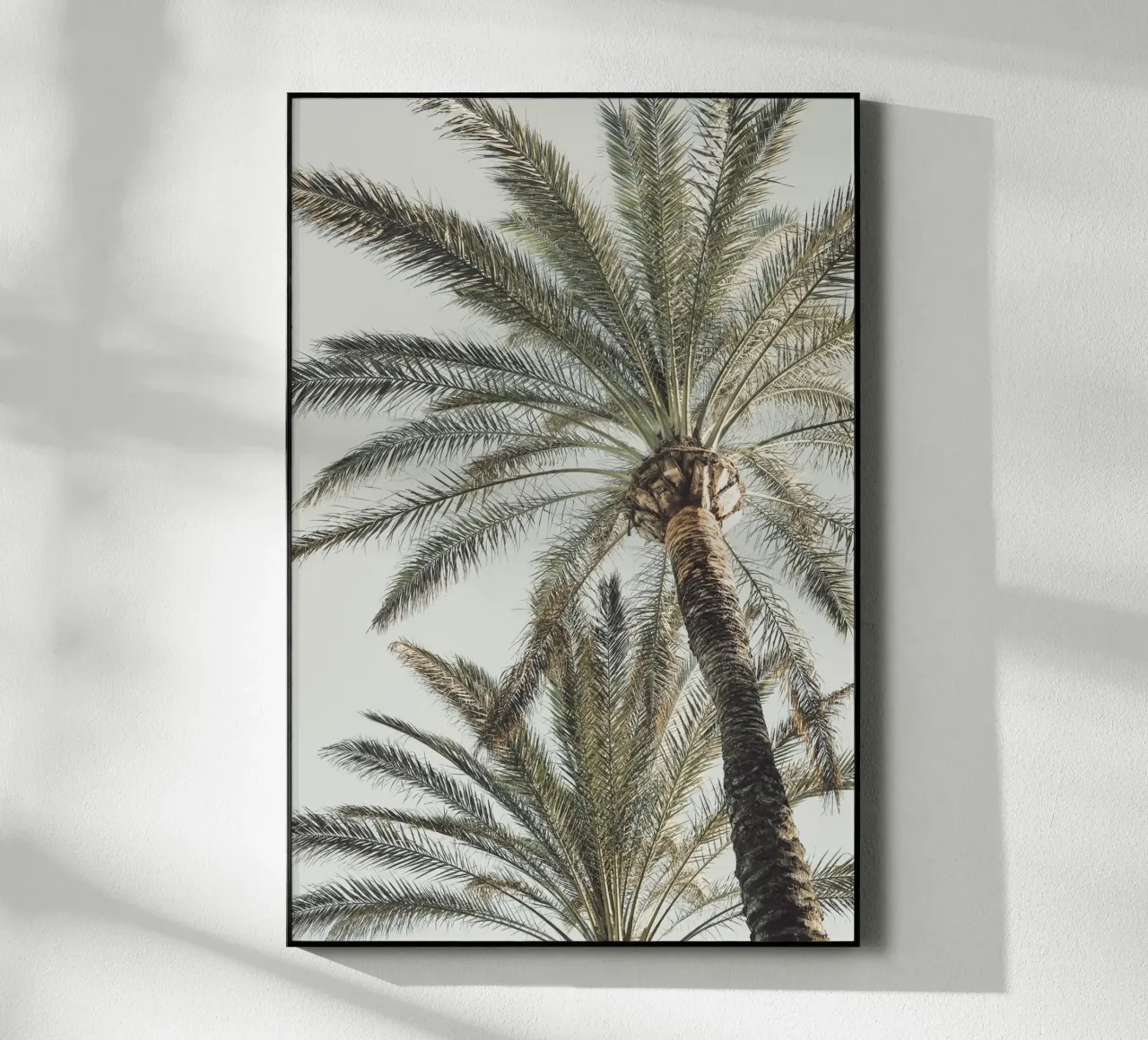 Palme plexiglass da Pictufy Photography