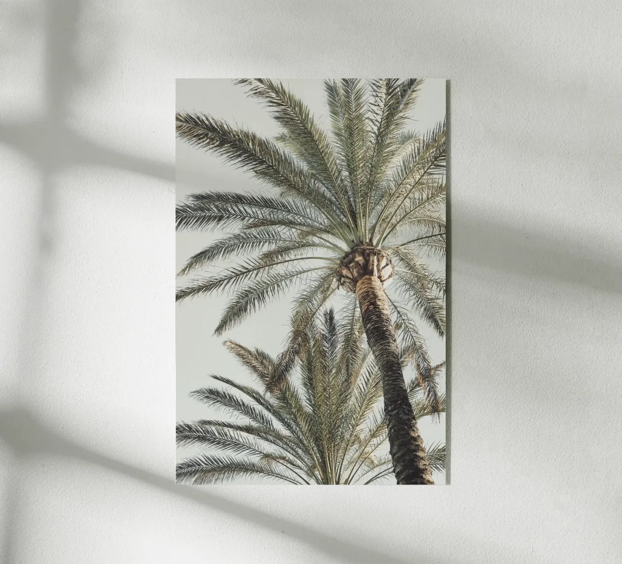 Palme plexiglass da Pictufy Photography