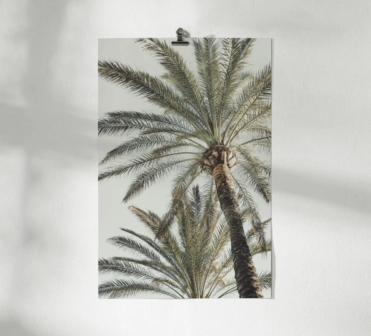 Palms poster by Pictufy Photography