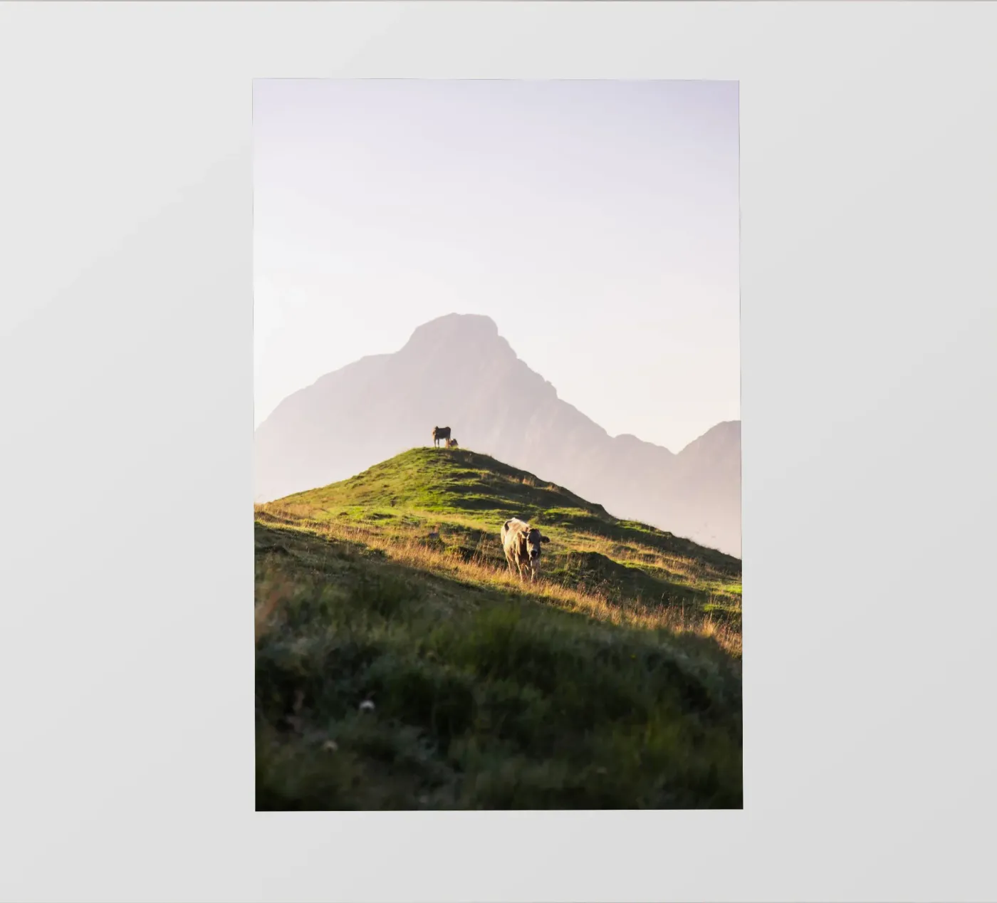 cows I fotobehang van lookingforstardust